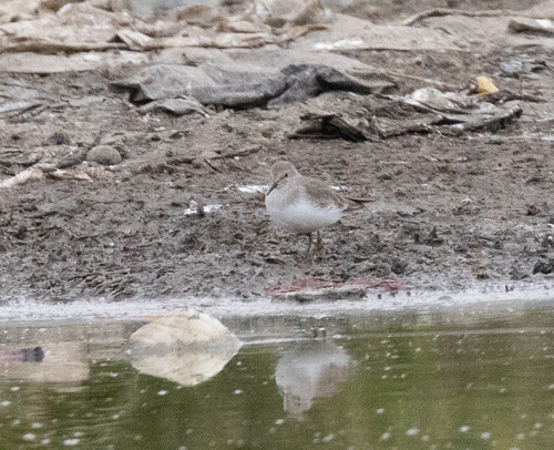 Temminck's Stint