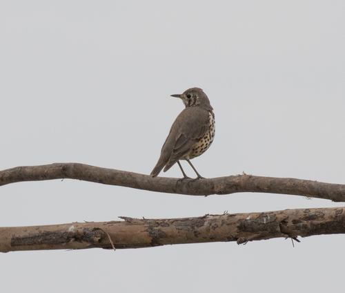 Ethiopian Thrush (Turdus simensis), photo 7