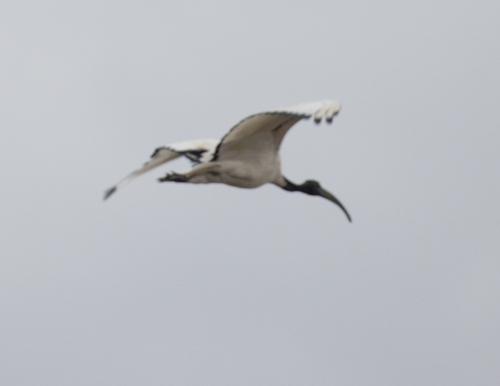 African Sacred Ibis