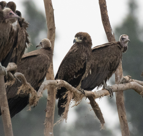 Tawny Eagle
