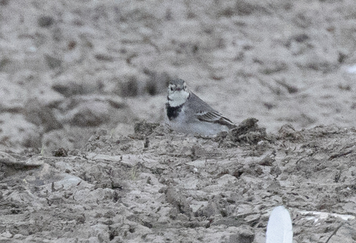 White Wagtail