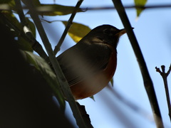 Turdus migratorius