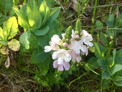 Euphrasia collina osbornii
