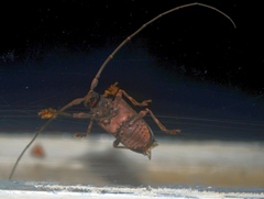 Polyrhaphis spinipennis