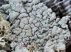 Protoparmeliopsis pinguis