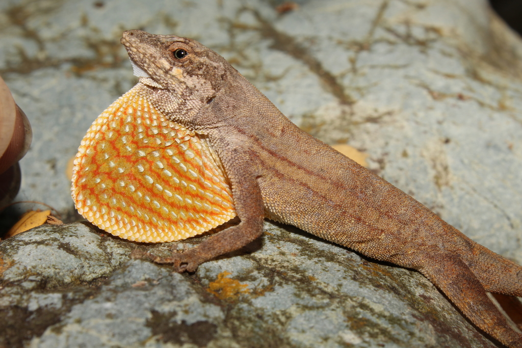 Tehuantepec Anole