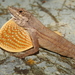 Tehuantepec Anole - Photo (c) marsore, some rights reserved (CC BY-NC), uploaded by marsore