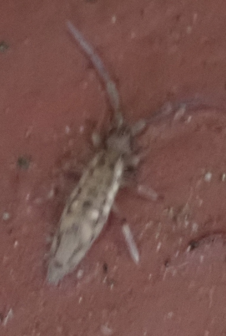 Entomobrya katzi Jordana R & Baquero E, 2022