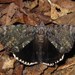 Tearful Underwing - Photo (c) Rob Van Epps, some rights reserved (CC BY-NC), uploaded by Rob Van Epps