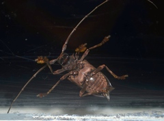 Polyrhaphis spinipennis