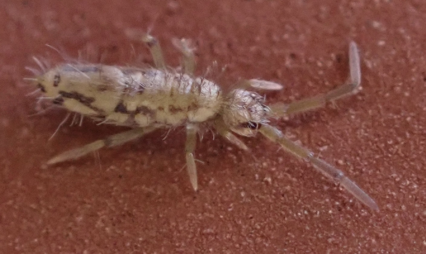 Entomobrya katzi Jordana R & Baquero E, 2022