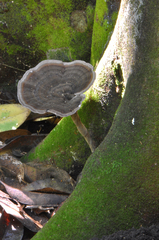Sanguinoderma rugosum