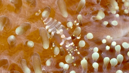 Disc Anemone Shrimp
