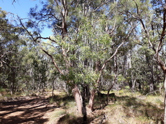 Persoonia longifolia