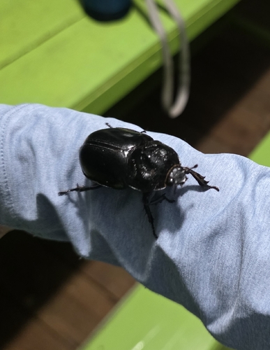 Trichogomphus bronchus