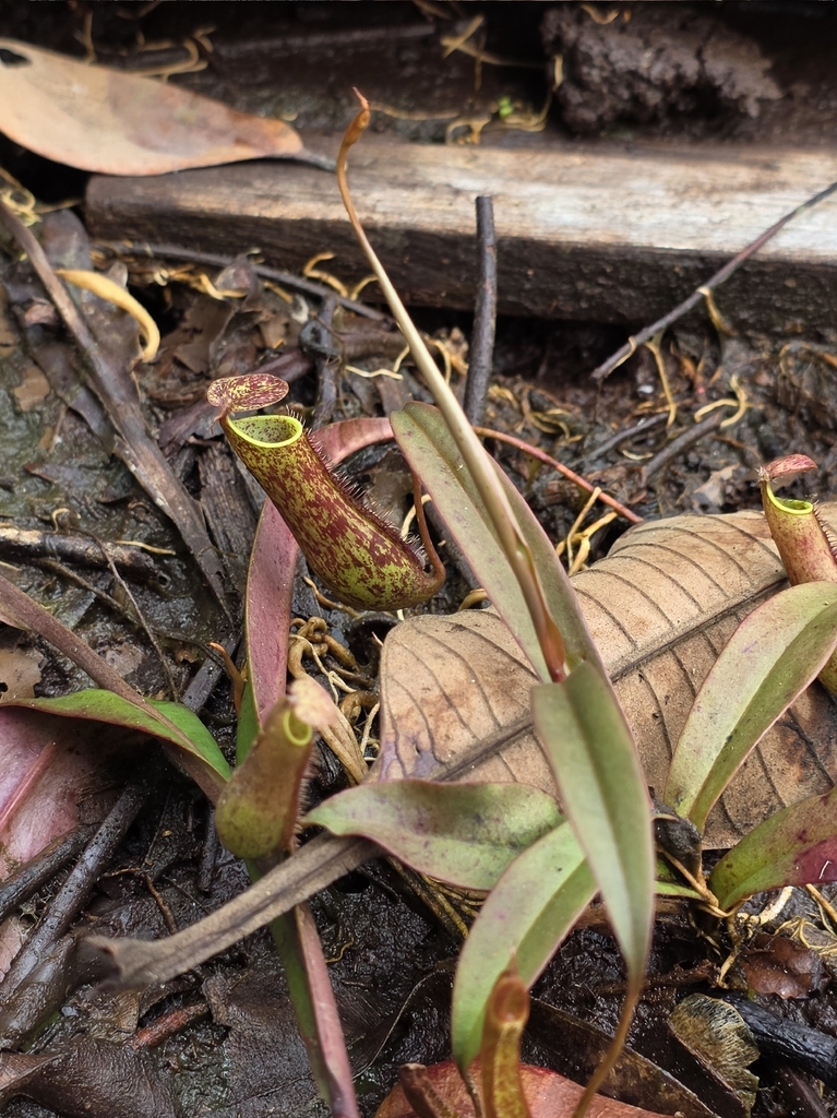Slender Pitcher-Plant (Nepenthes gracilis)