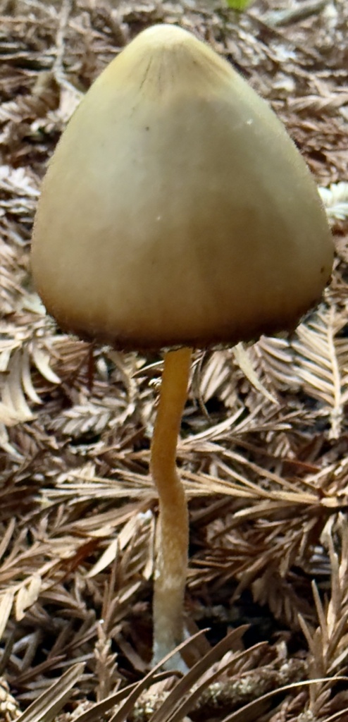 Psathyrella longipes · January 2026 · photo: © hllrnnr (iNaturalist, cc0)