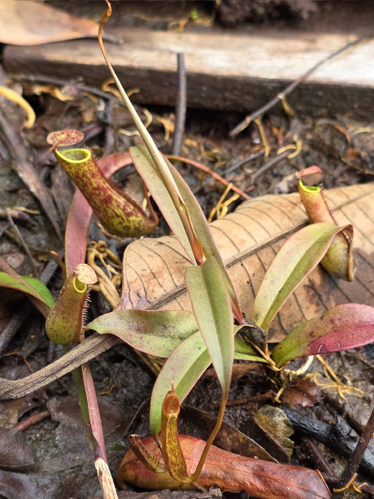 Nepenthes gracilis (Nepenthes gracilis)
