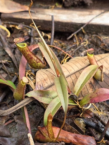 Nepenthes gracilis