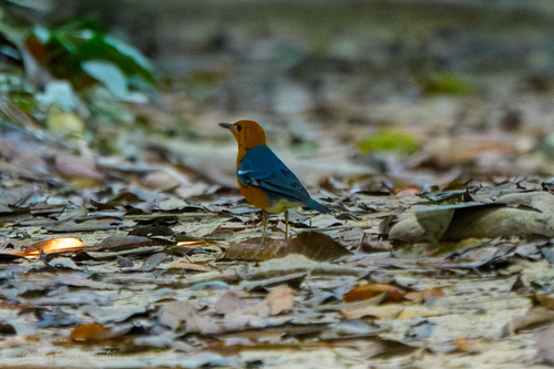 Orange-headed Thrush (Geokichla citrina), photo 6