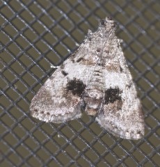 Enchesphora recurvalis