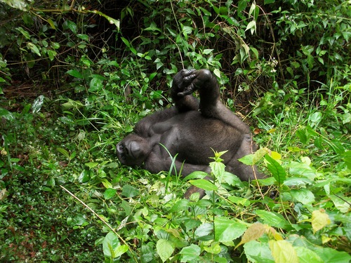 Western Lowland Gorilla