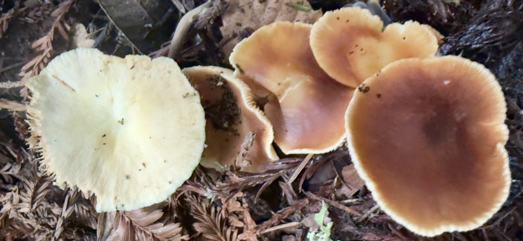 Gymnopus brassicolens · January 2026 · photo: © hllrnnr (iNaturalist, cc0)