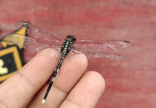 Orthetrum sabina