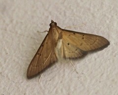 Protonoceras eucosma