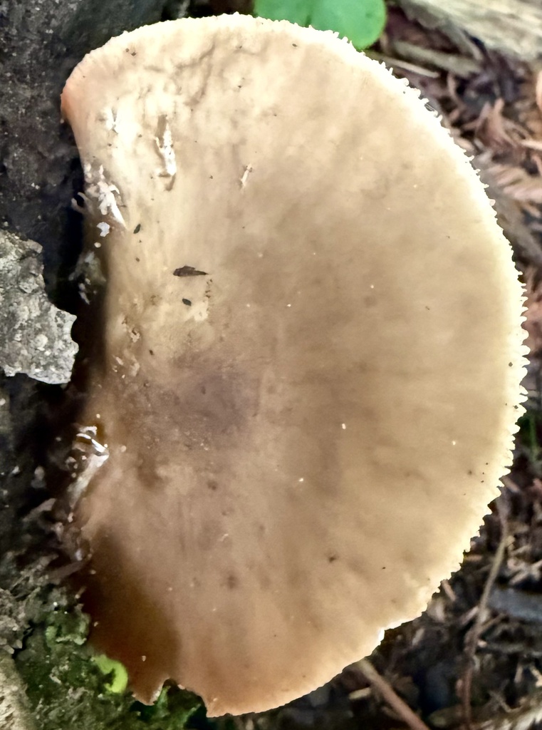 Pluteus cervinus · January 2026 · photo: © hllrnnr (iNaturalist, cc0)