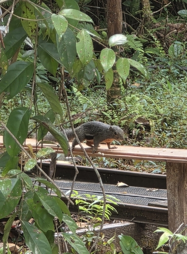 Callosciurus notatus