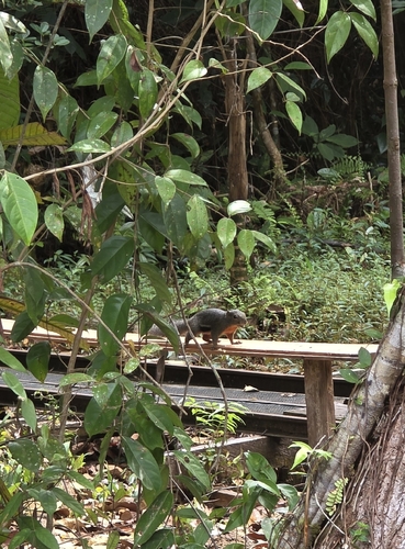 Callosciurus notatus