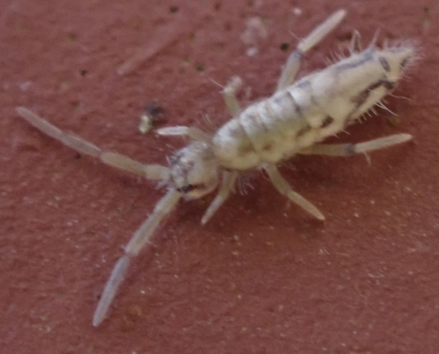 Entomobrya katzi Jordana R & Baquero E, 2022