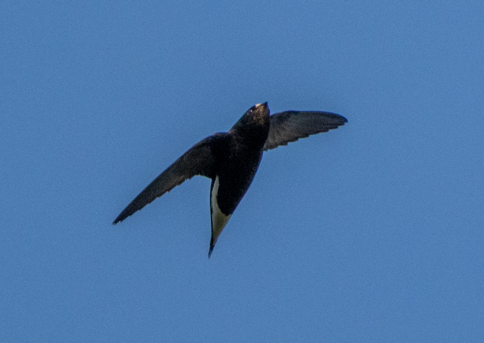 Brown-backed Needletail (Hirundapus giganteus), photo 1