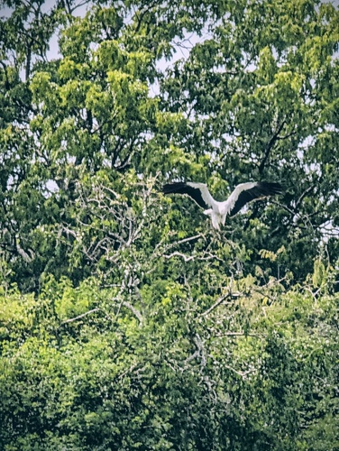 White-bellied Sea-Eagle