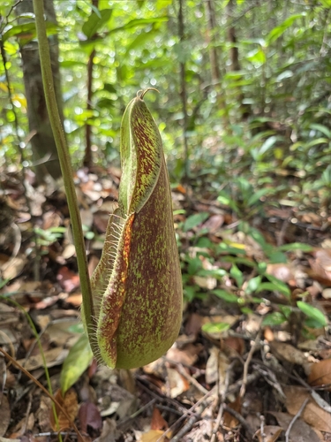 Nepenthes rafflesiana