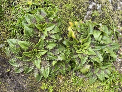 Plantago triandra