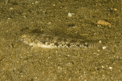 Favonigobius lateralis