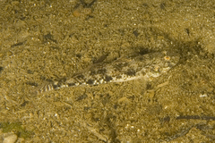 Favonigobius lateralis