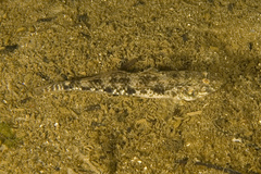Favonigobius lateralis