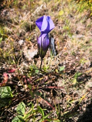 Gentianopsis detonsa