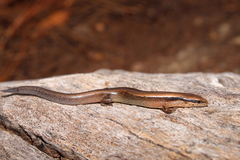 Scincella gemmingeri