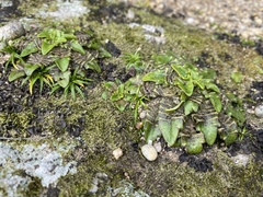 Plantago triandra
