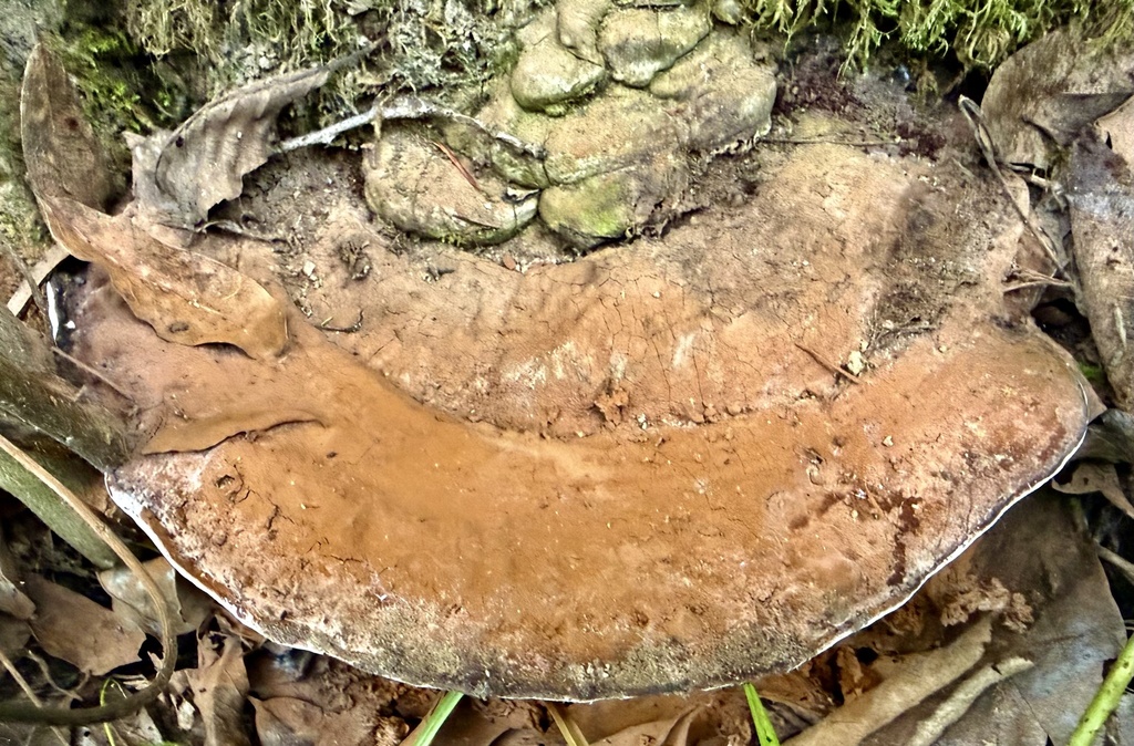 Ganoderma brownii · January 2026 · photo: © hllrnnr (iNaturalist, cc0)
