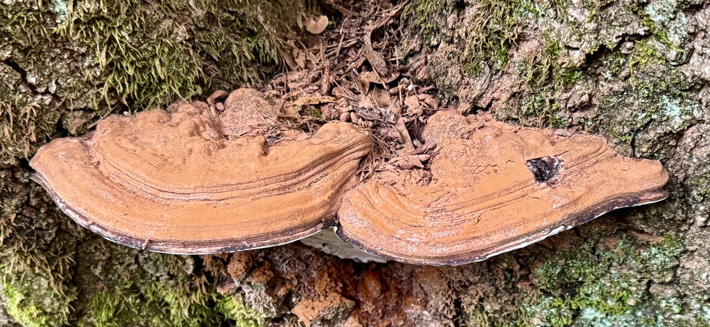 Ganoderma brownii · January 2026 · photo: © hllrnnr (iNaturalist, cc0)