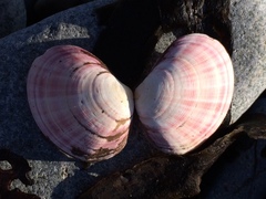 Semele rubropicta