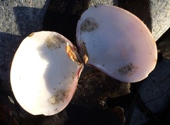 Semele rubropicta