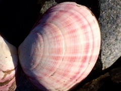 Semele rubropicta