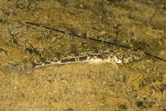 Nesogobius maccullochi