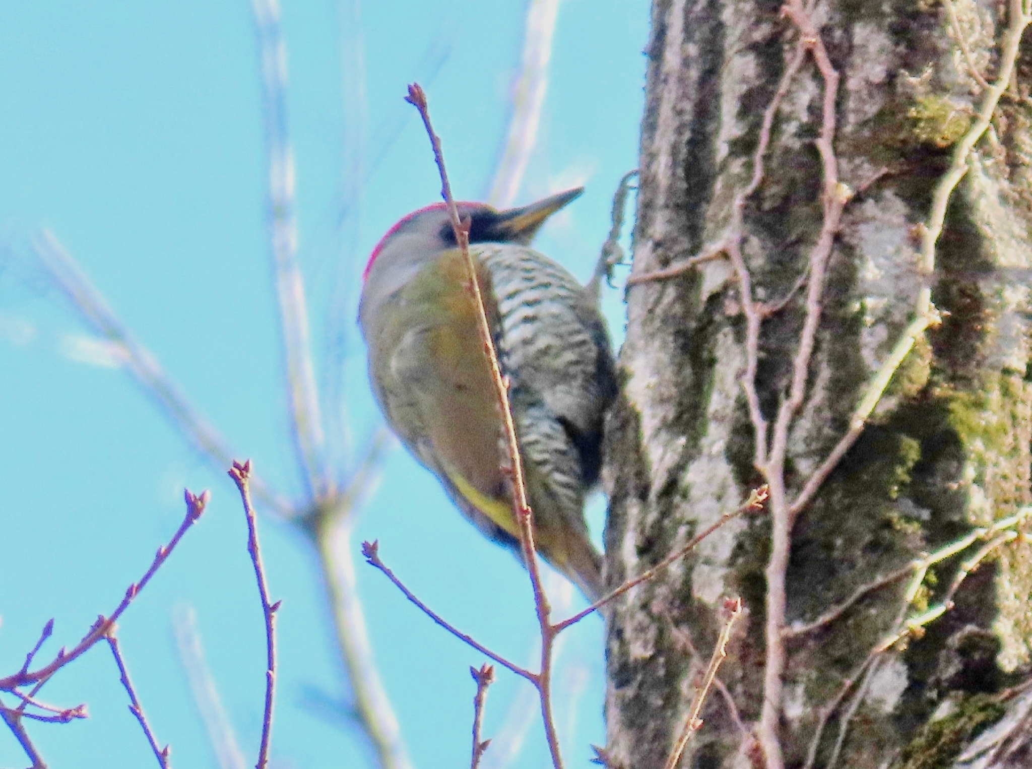 Japanese Green Woodpecker (Picus awokera), photo 8